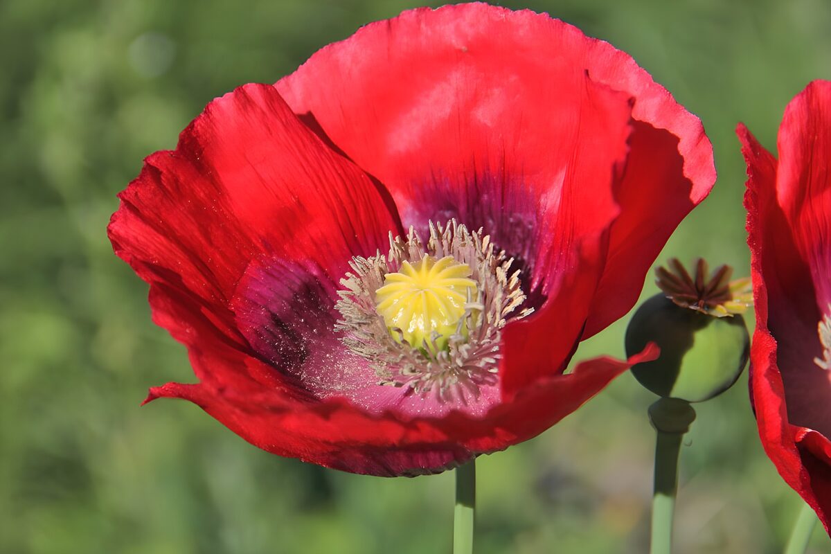 Rote Mohnblüte im hellen Sonnenlicht
