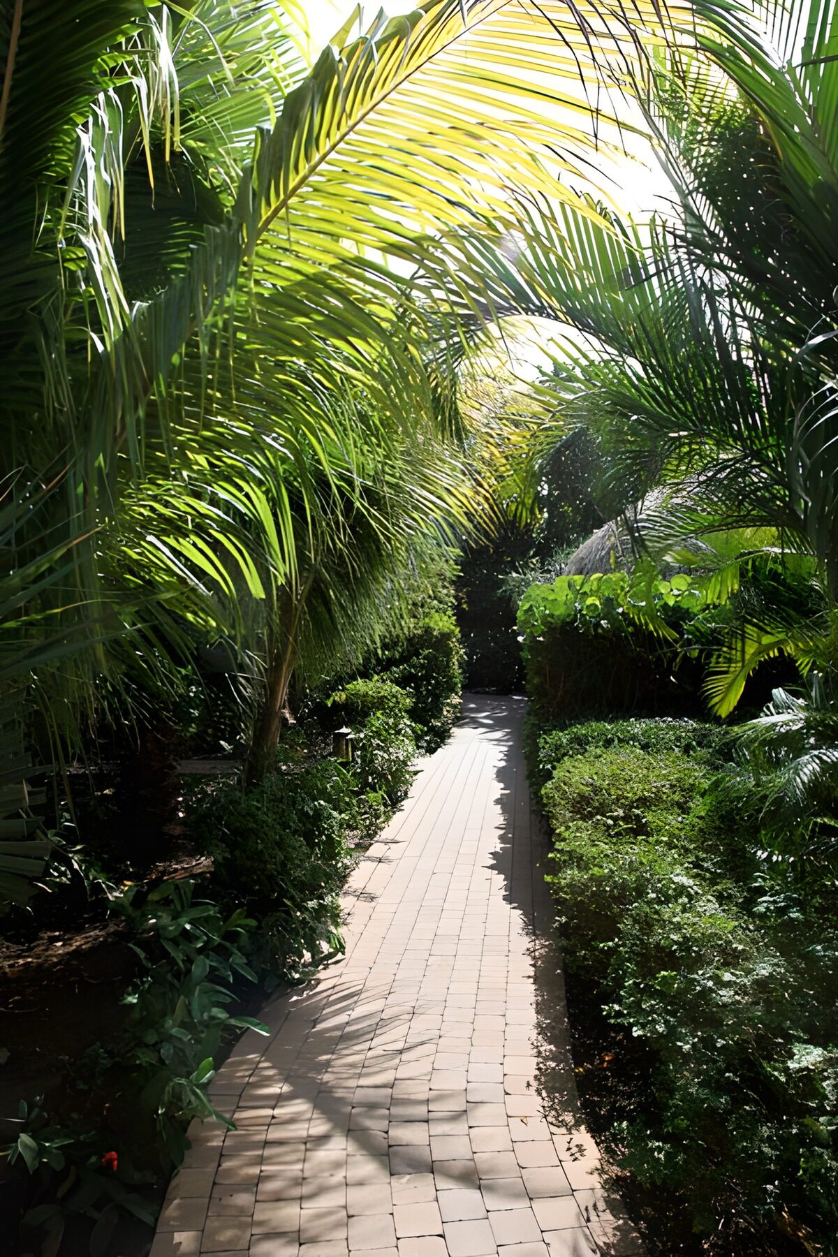 Schattiger Gartenweg unter Palmen