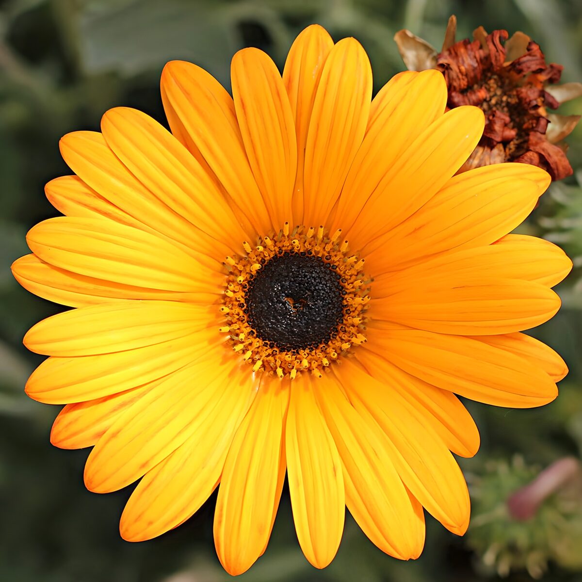 Gelb-orange Blüte im Sonnenlicht