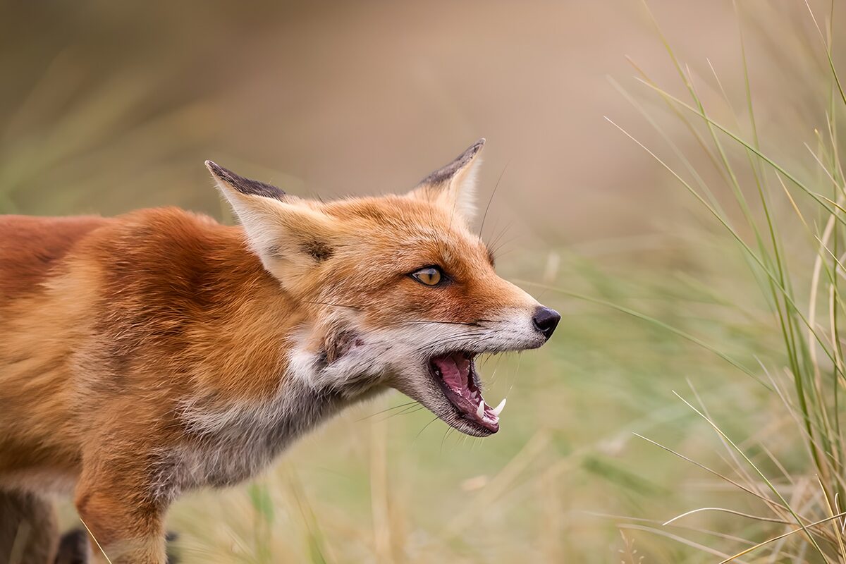 Wacher Rotfuchs mit offenem Maul