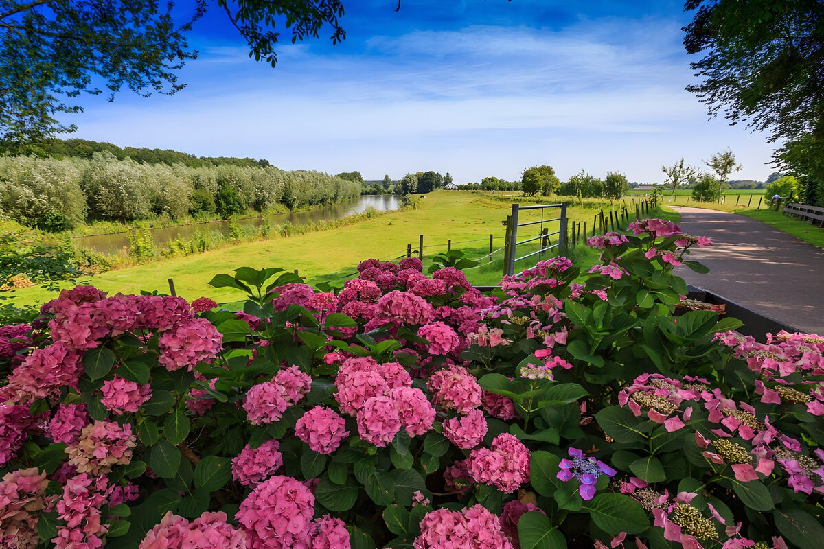 Rosa Hortensien vor sonniger Wiese