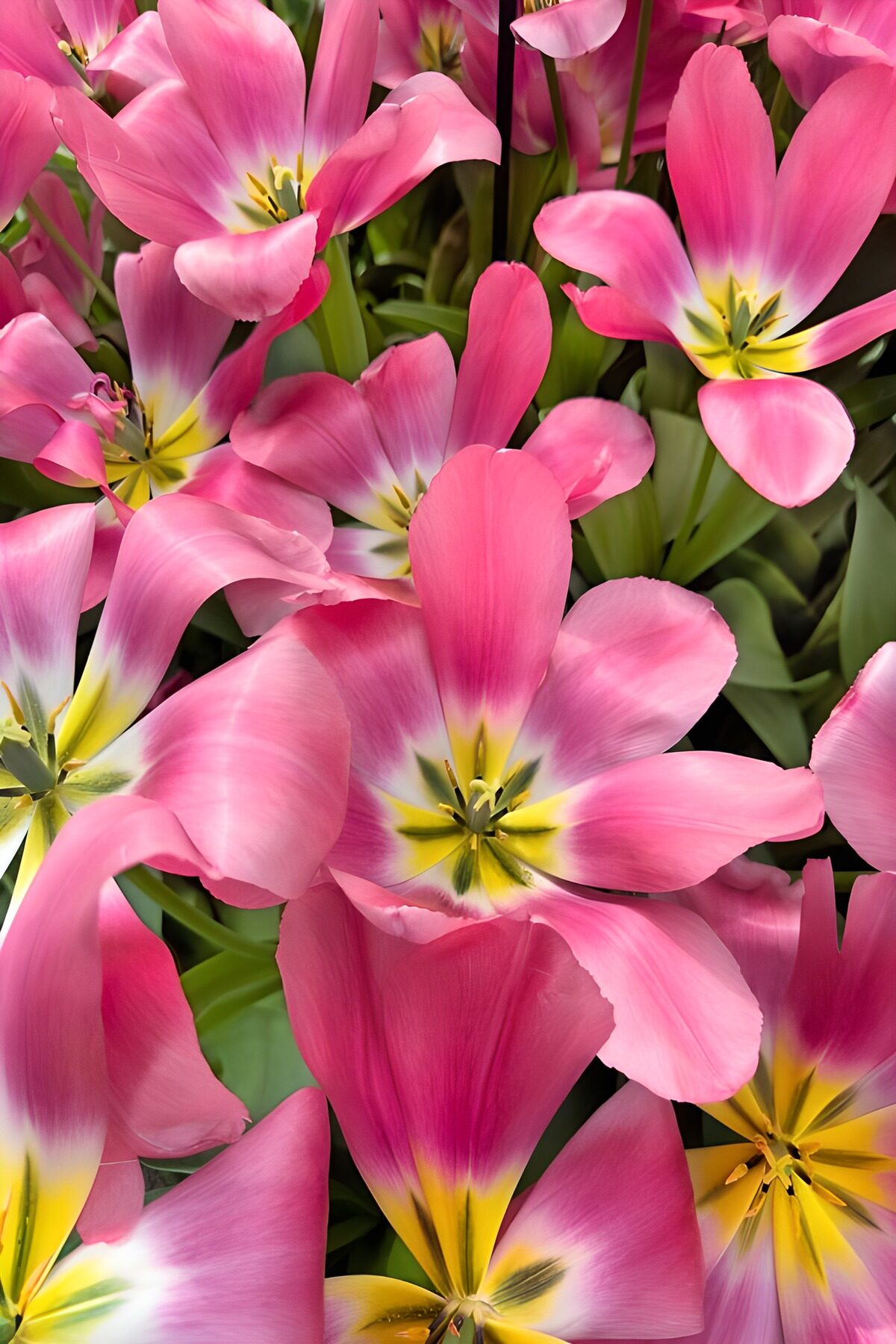 Offene rosa Tulpen im Sonnenlicht