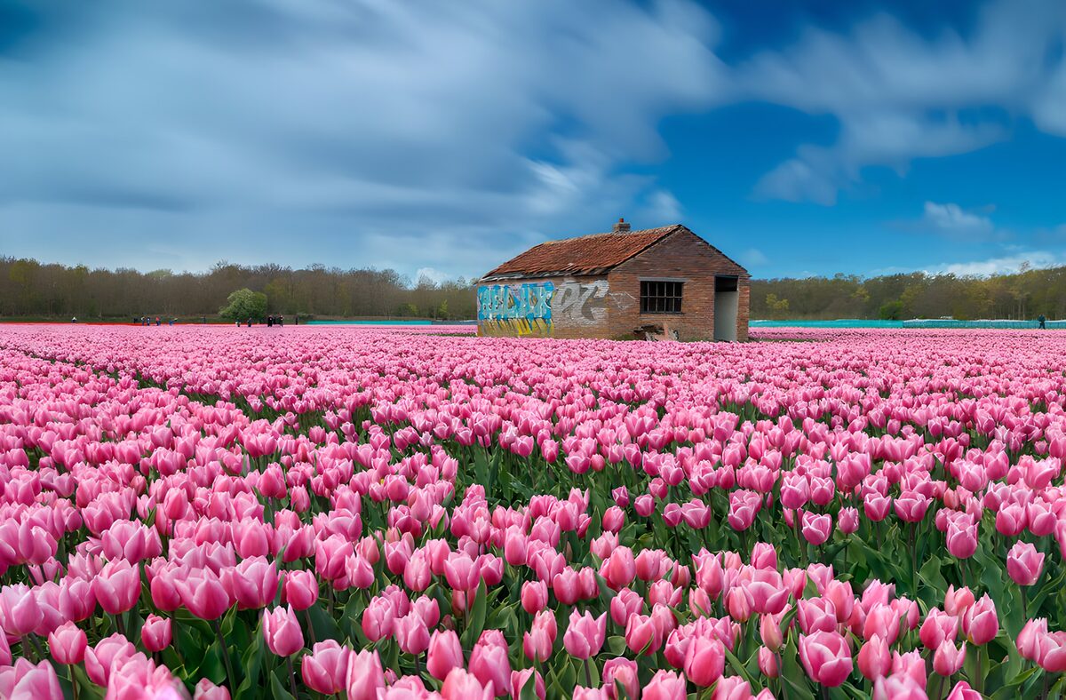 Alte Backsteinscheune im rosa Tulpenfeld