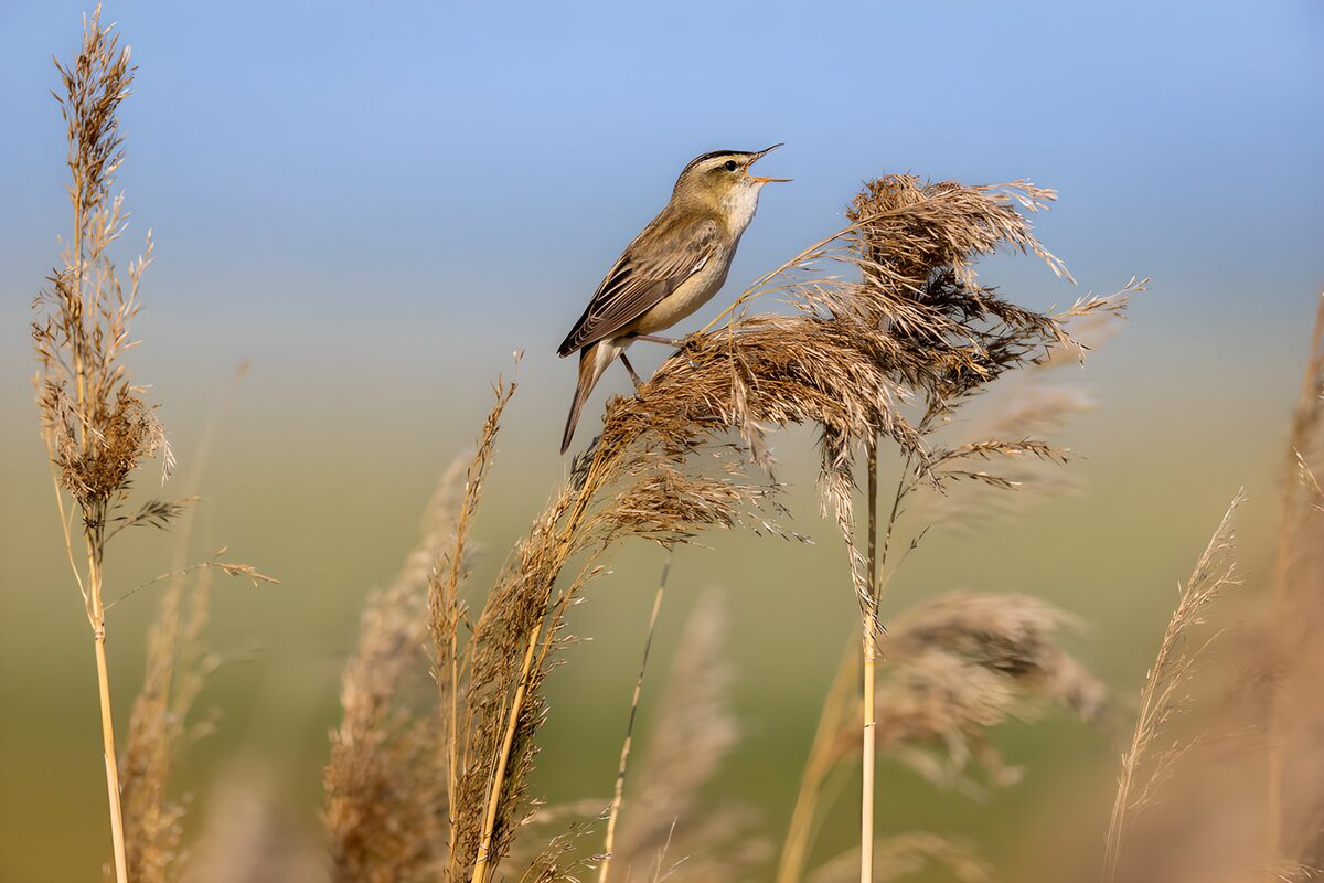 Singvogel auf Schilf im warmen Licht