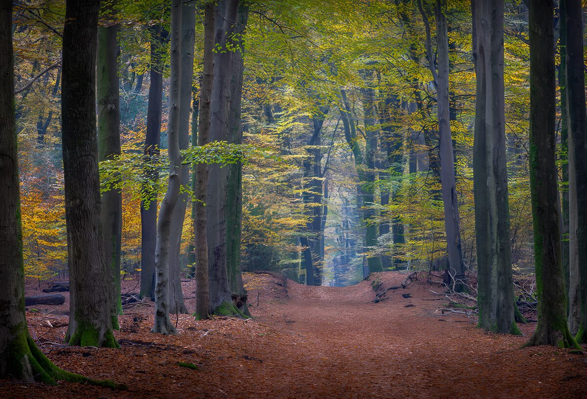 Laubbedeckter Weg im stillen Herbstwald