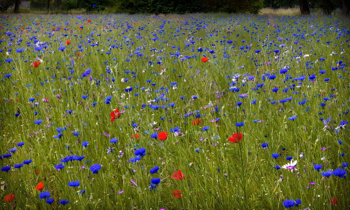 Blumenwiese mit Kornblumen und rotem Mohn