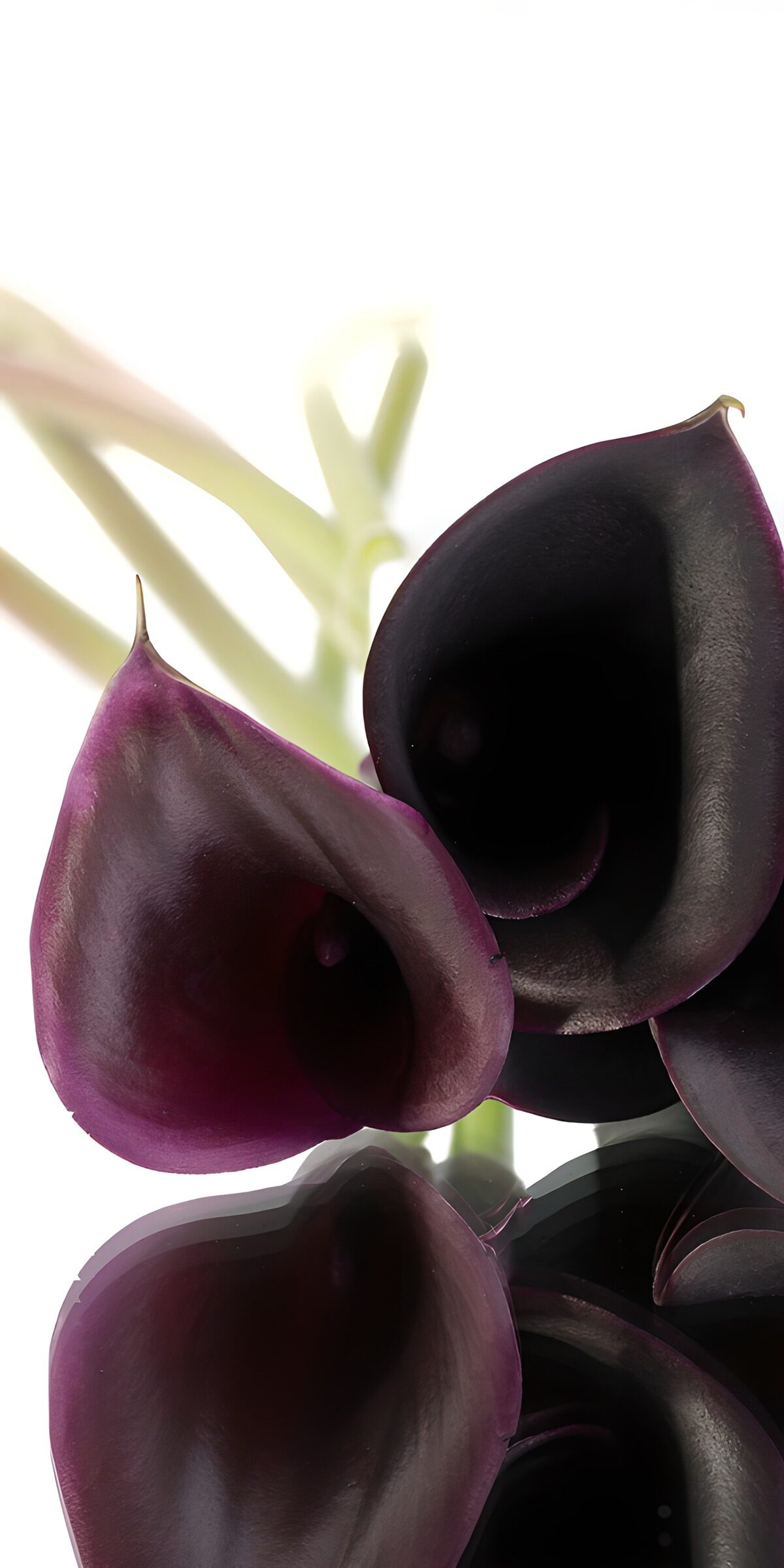Dunkelviolette Callas mit Spiegelung