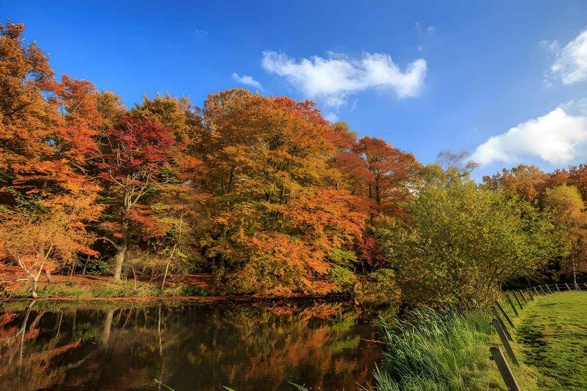 Herbstbäume am Teich im Sonnenlicht