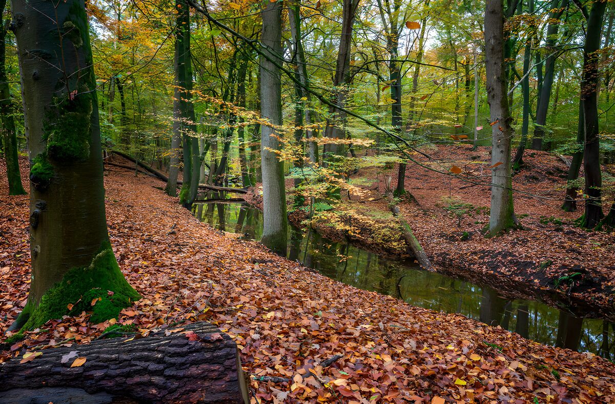 Stiller Bach im herbstlichen Wald