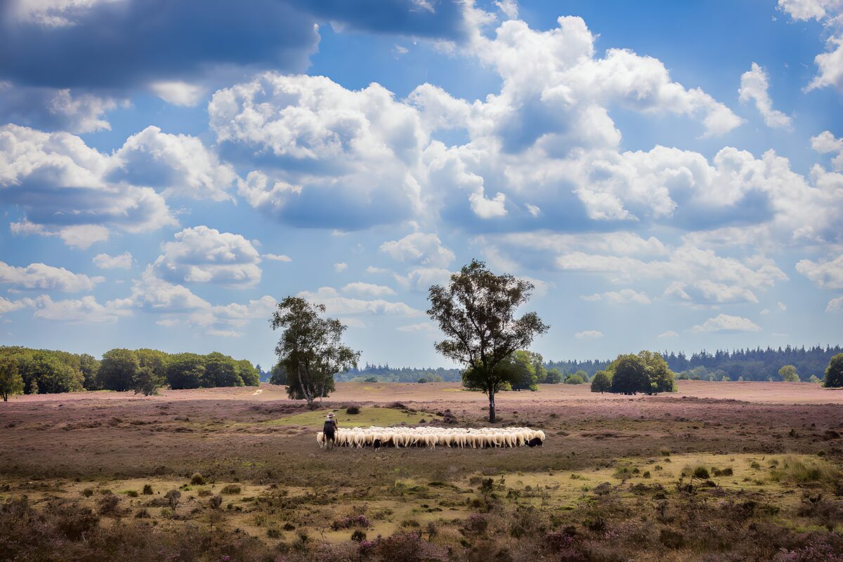 Schafherde und Hirte unter weitem Himmel