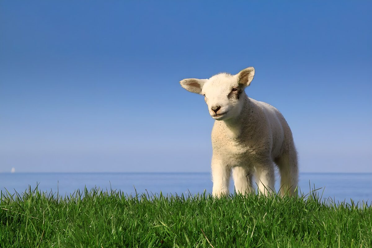 Weißes Lamm im Gras am blauen Wasser
