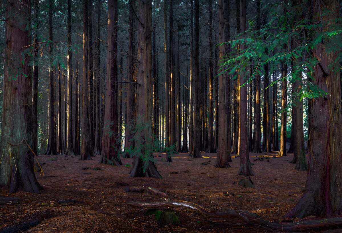 Hohe Nadelbäume im stillen Wald