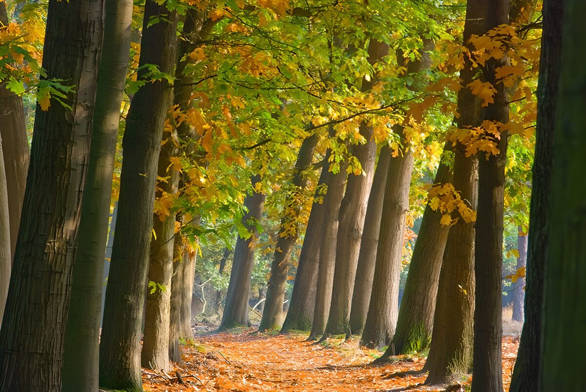 Herbstlicher Waldweg in Licht und Schatten