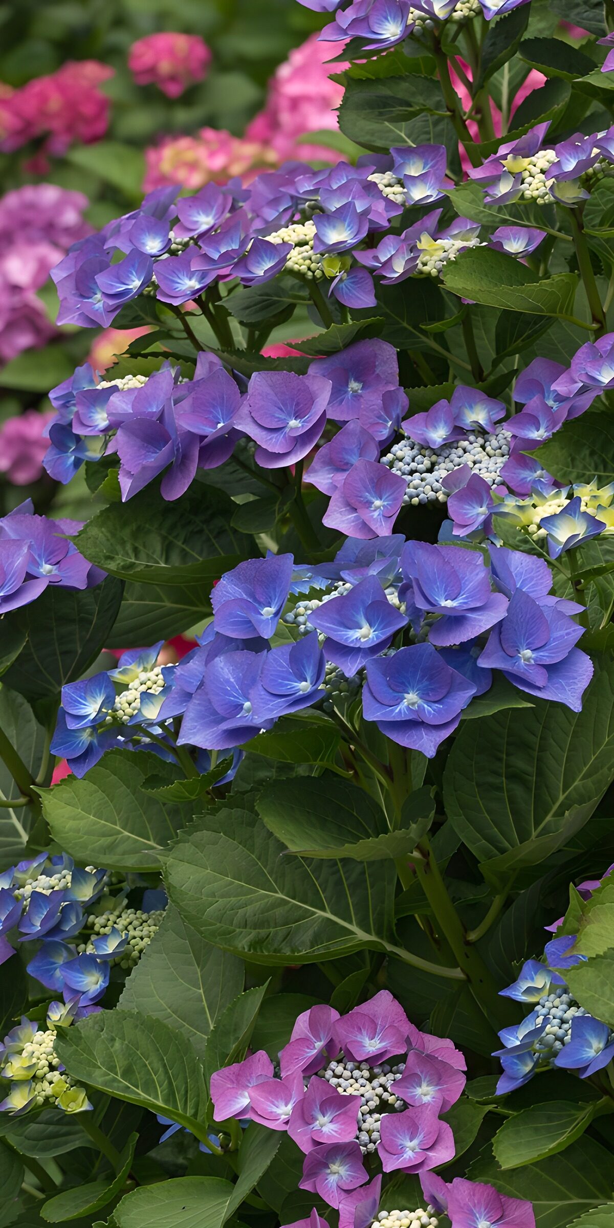 Blauviolette Hortensien in voller Blüte
