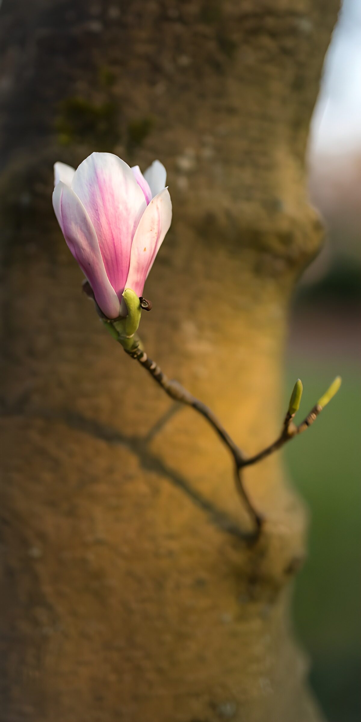 Rosa Magnolienblüte im Sonnenlicht
