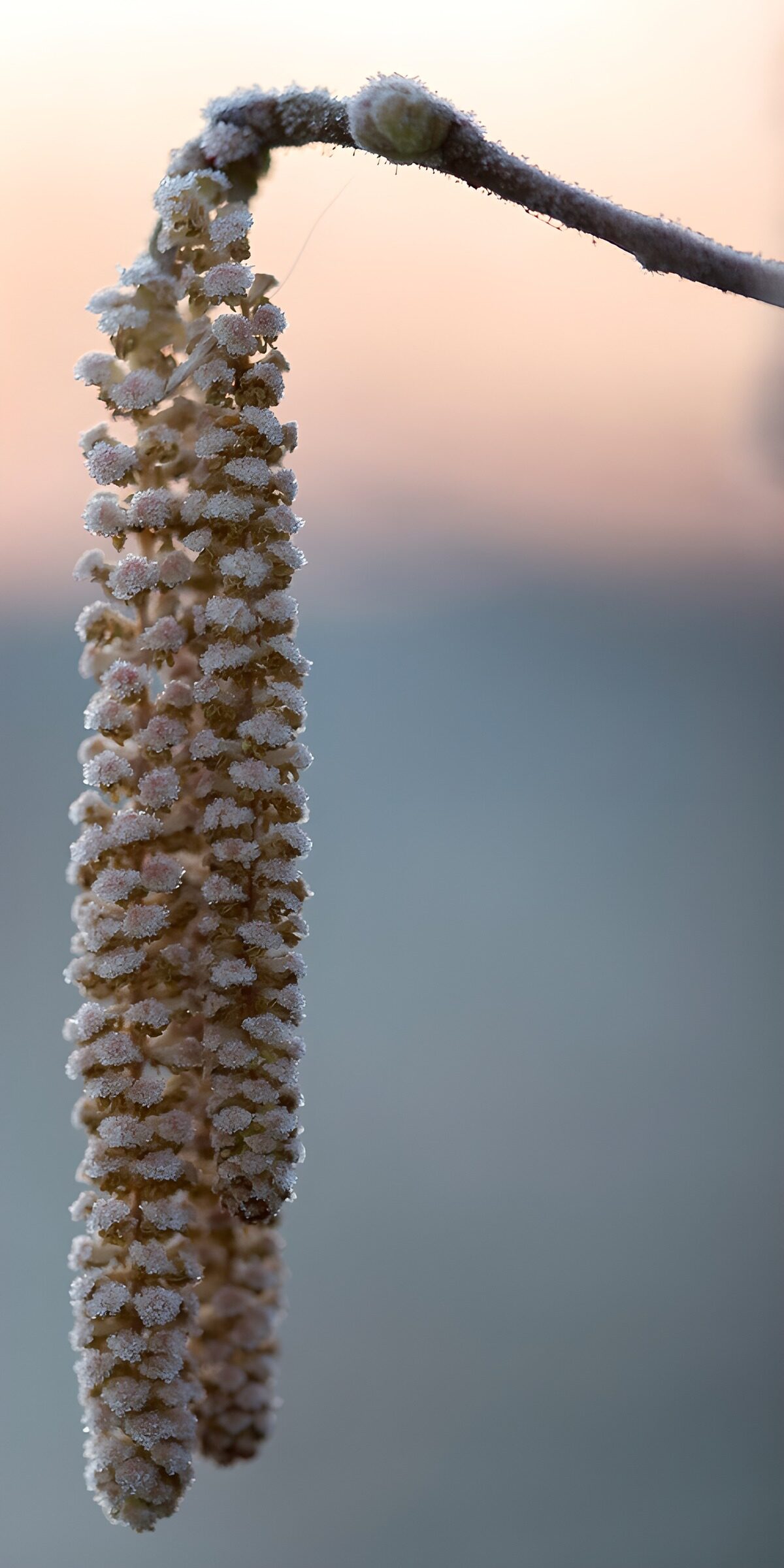 Frostige Kätzchen vor pastellfarbenem Grund