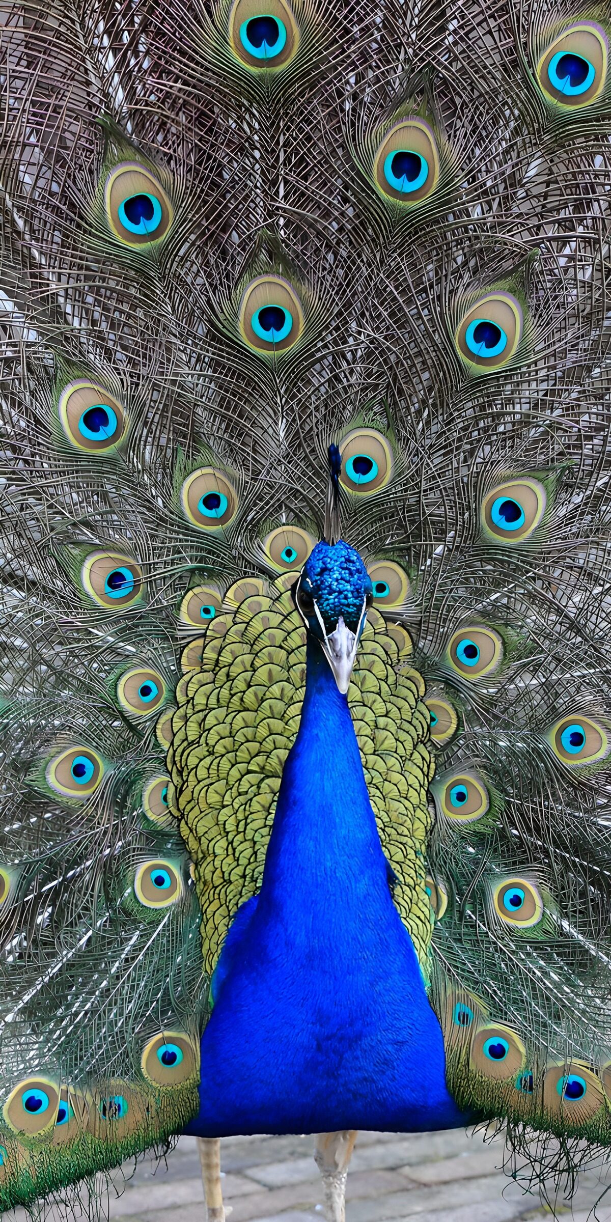 Ein Pfau im Meer aus Federaugen
