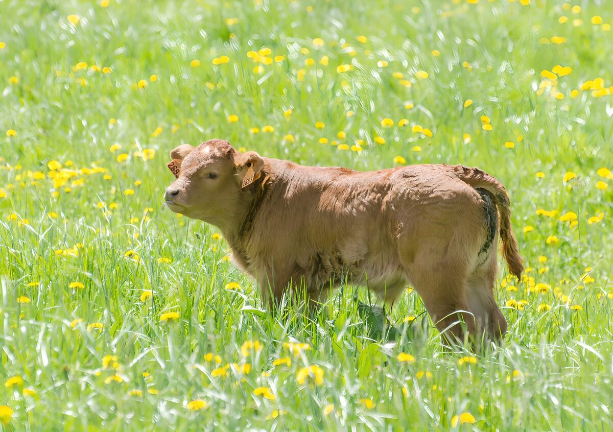 Hellbraunes Kalb auf sonniger Wiese