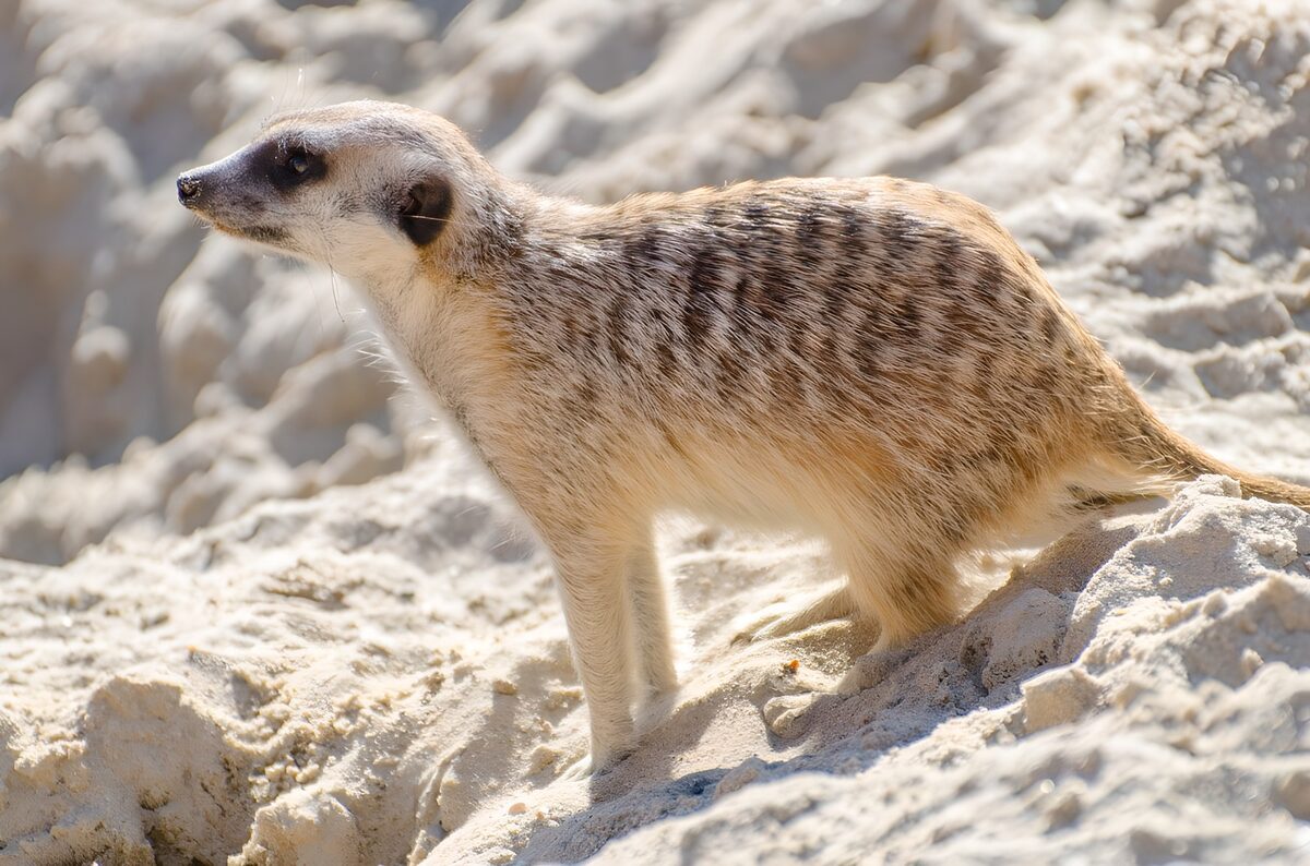 Erdmännchen im Profil auf hellem Sand