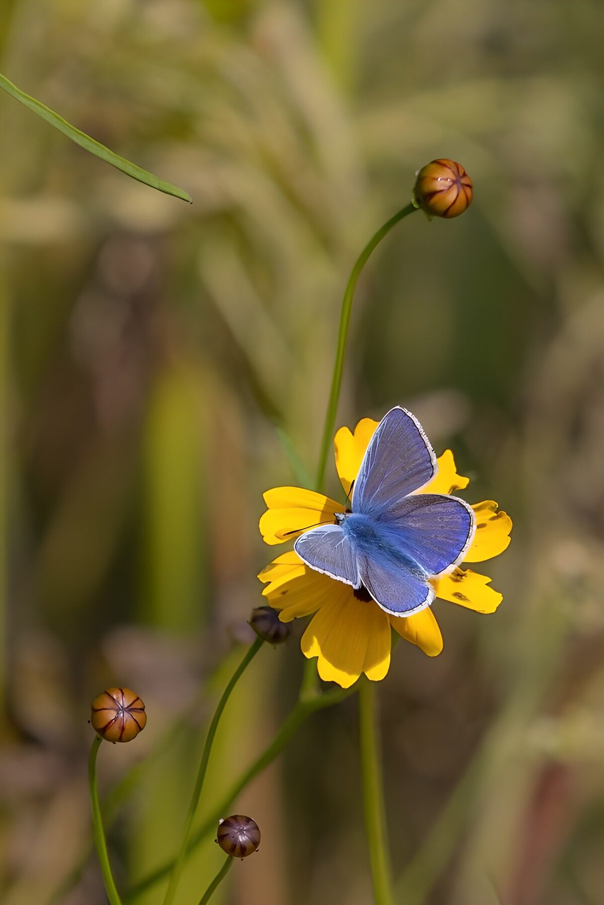 Blauer Schmetterling auf sonnengelber Blüte