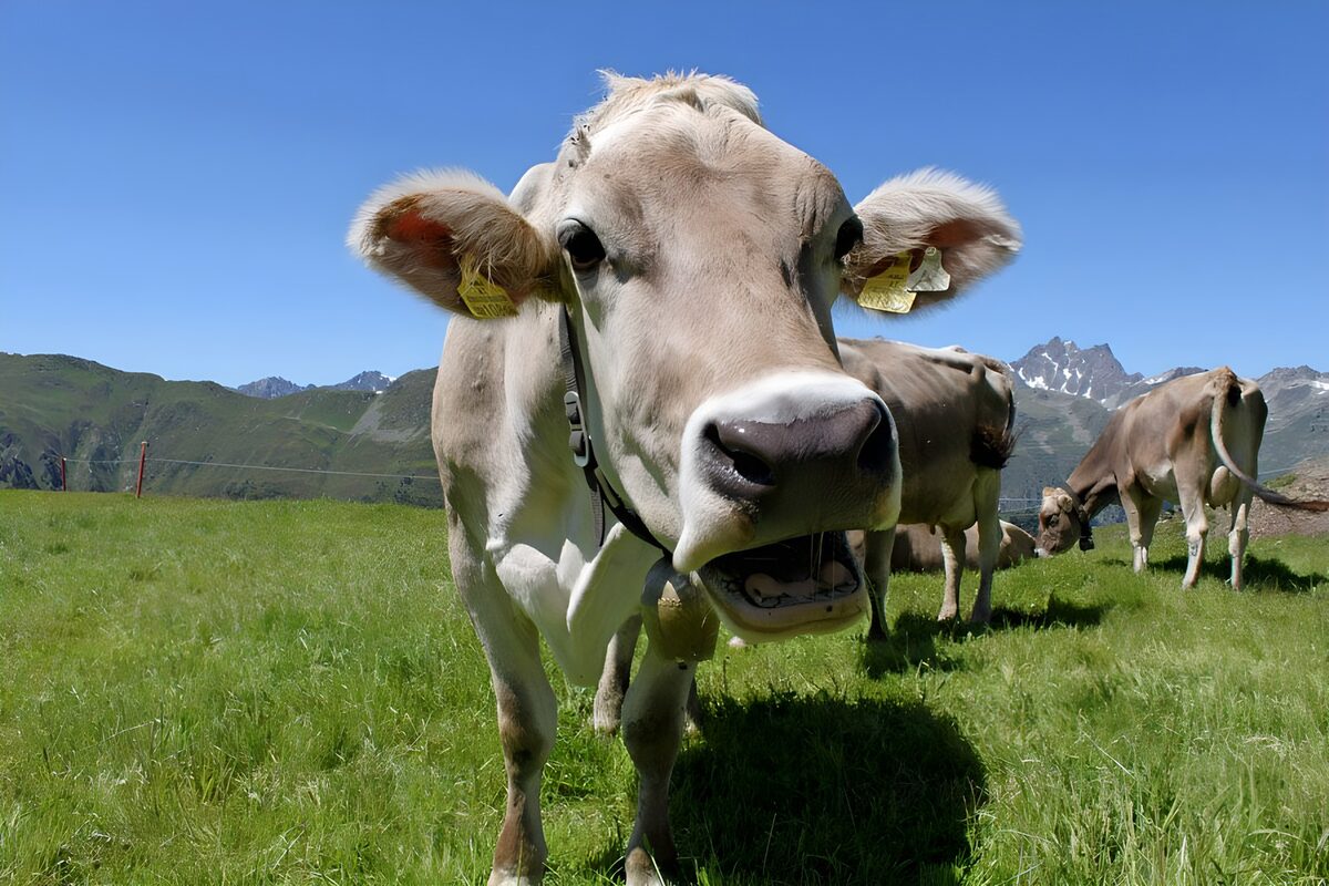 Kuh ganz nah auf der grünen Almwiese