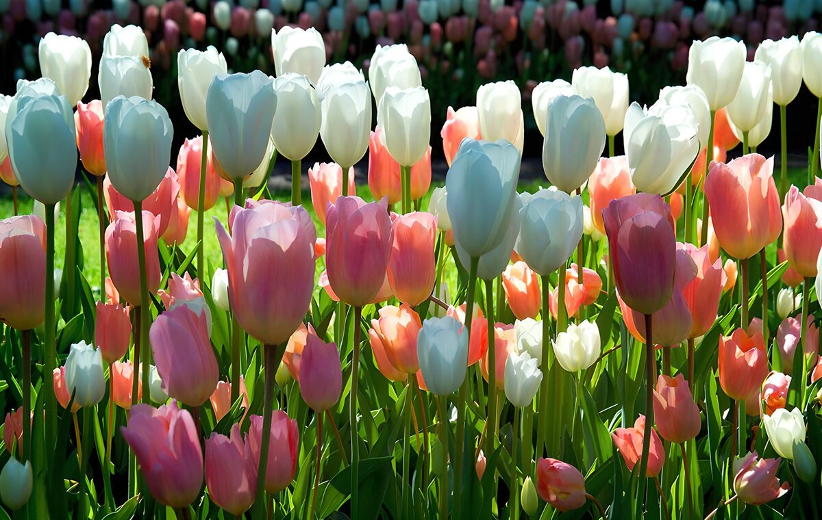 Buntes Tulpenbeet im Sonnenschein