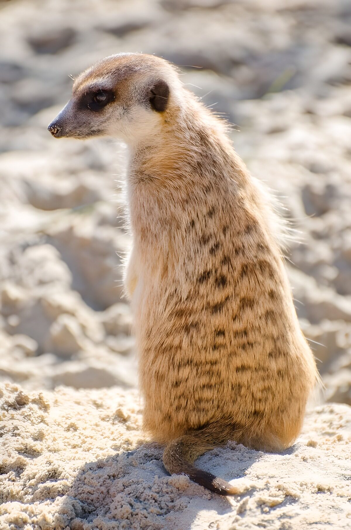 Erdmännchen mit wachem Blick nach links