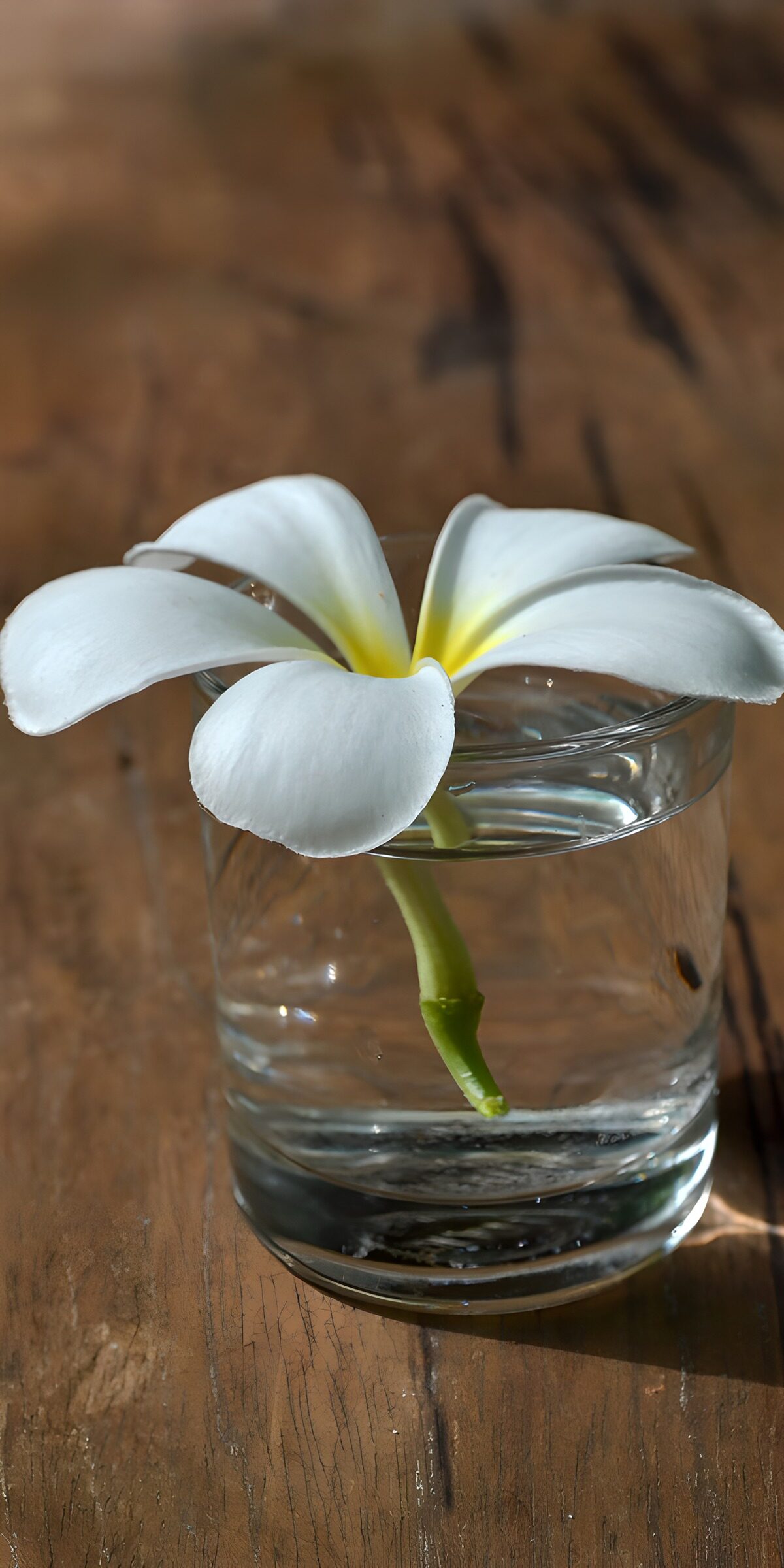 Weiße Frangipani im Wasserglas