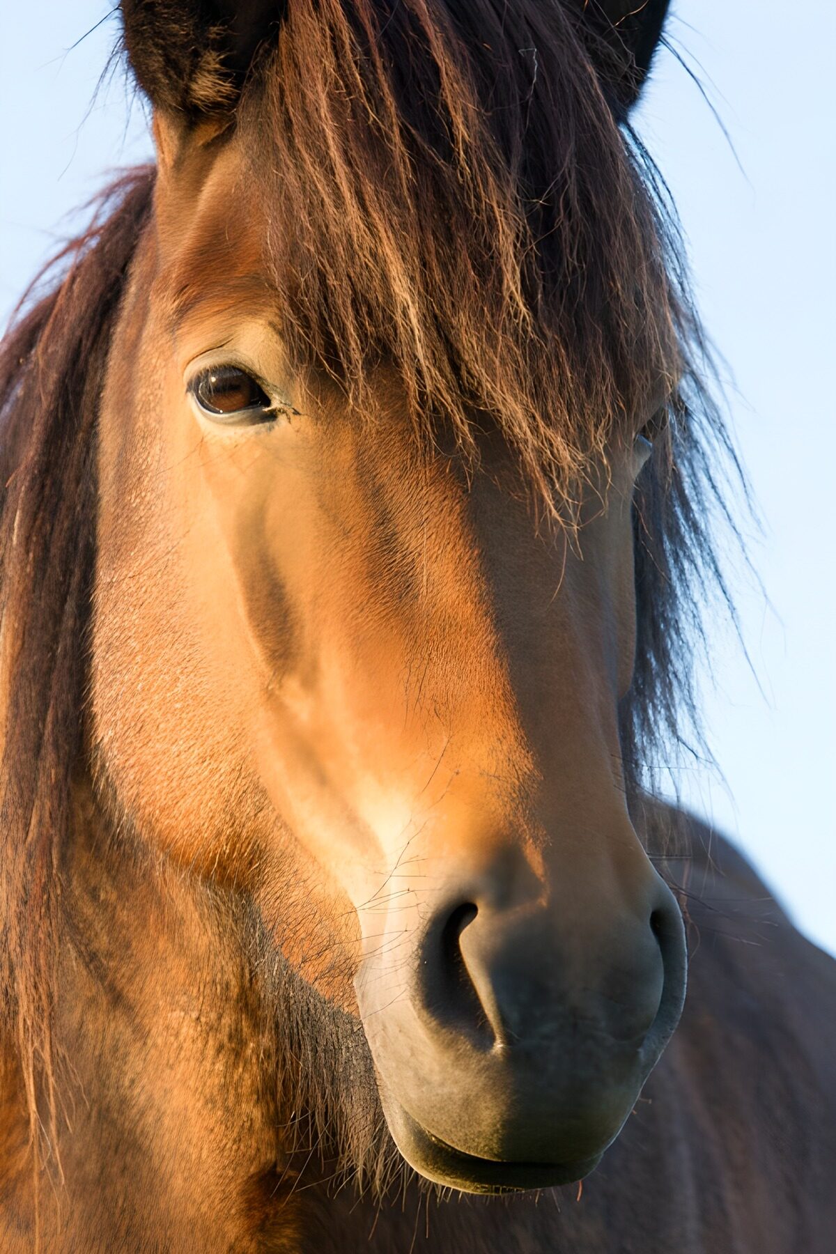 Braunes Pferd im warmen Seitenlicht