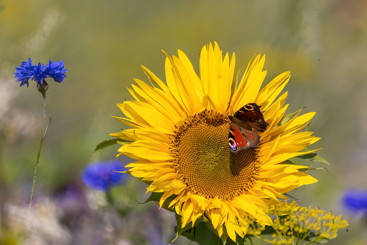 Sonnenblume mit Tagpfauenauge im Sommer
