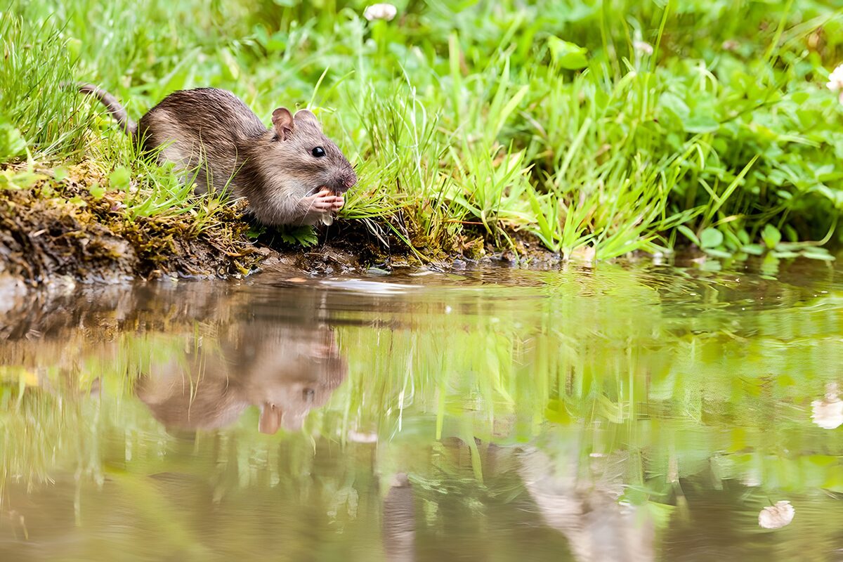 Ratte am grünen Ufer mit Spiegelbild