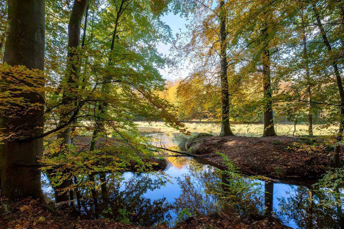 Herbstbäume am stillen Waldteich