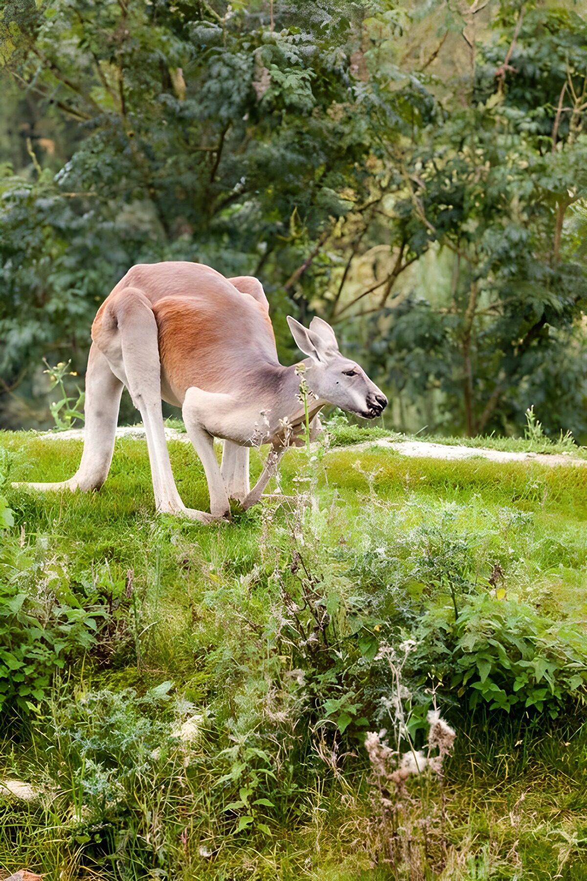 Känguru im sonnigen Gras