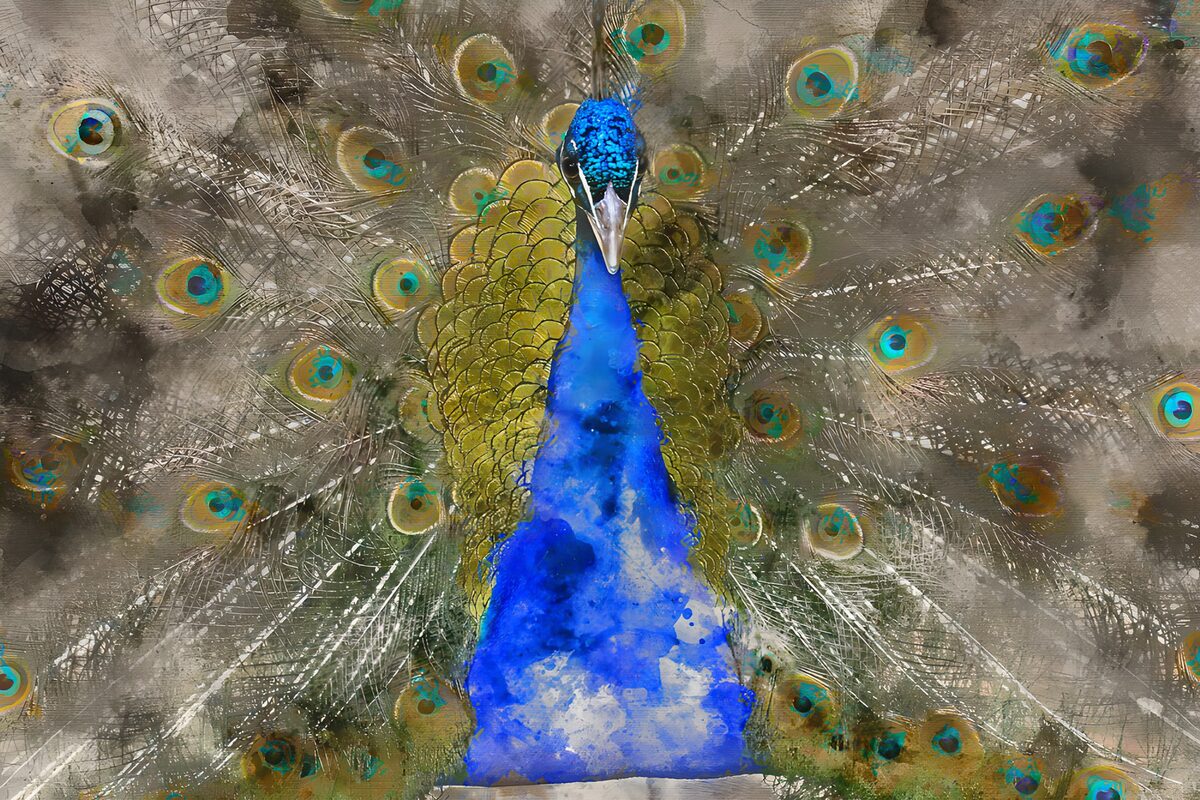 Blauer Pfau mit kunstvoll gefächertem Rad