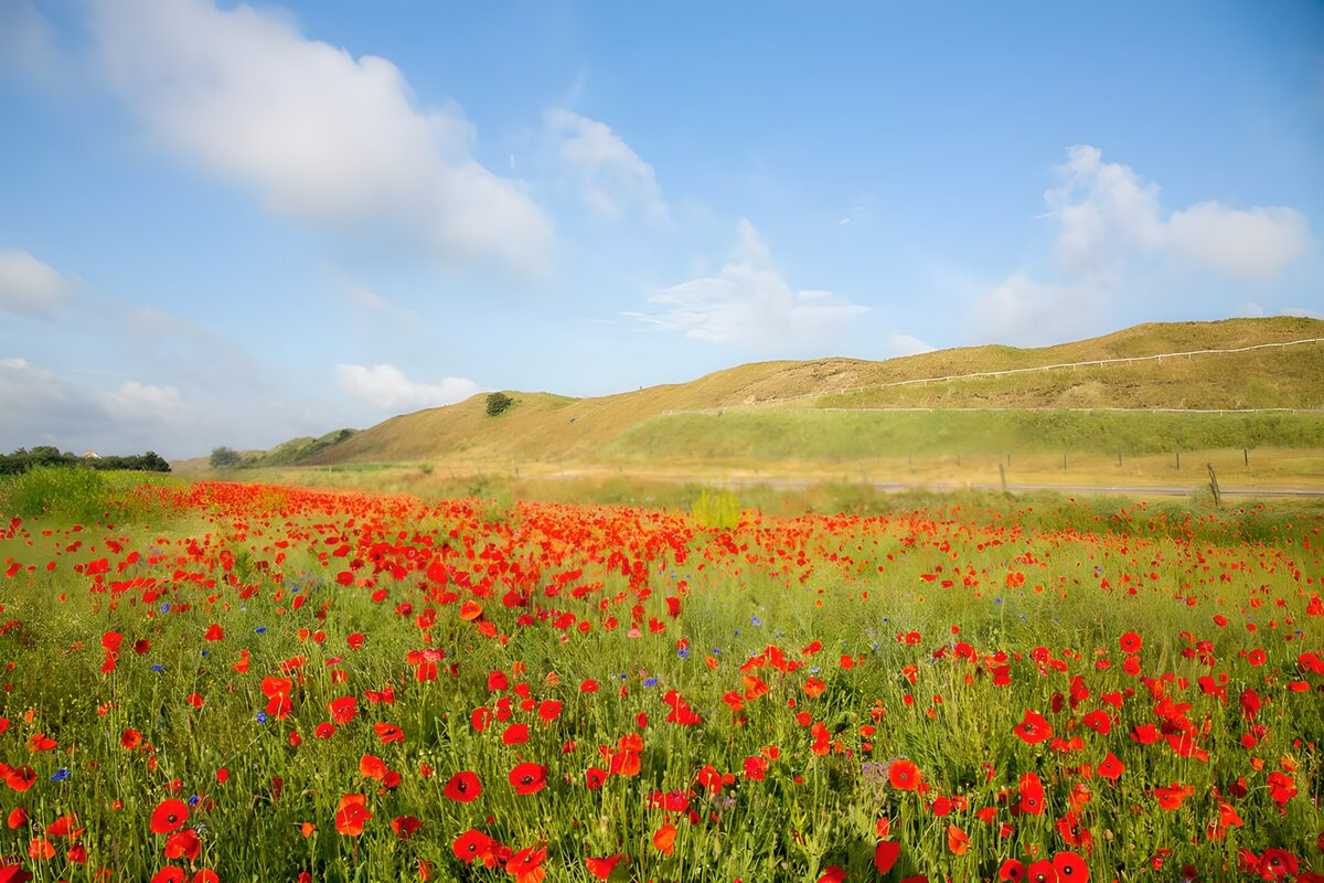 Rote Mohnwiese unter blauem Himmel