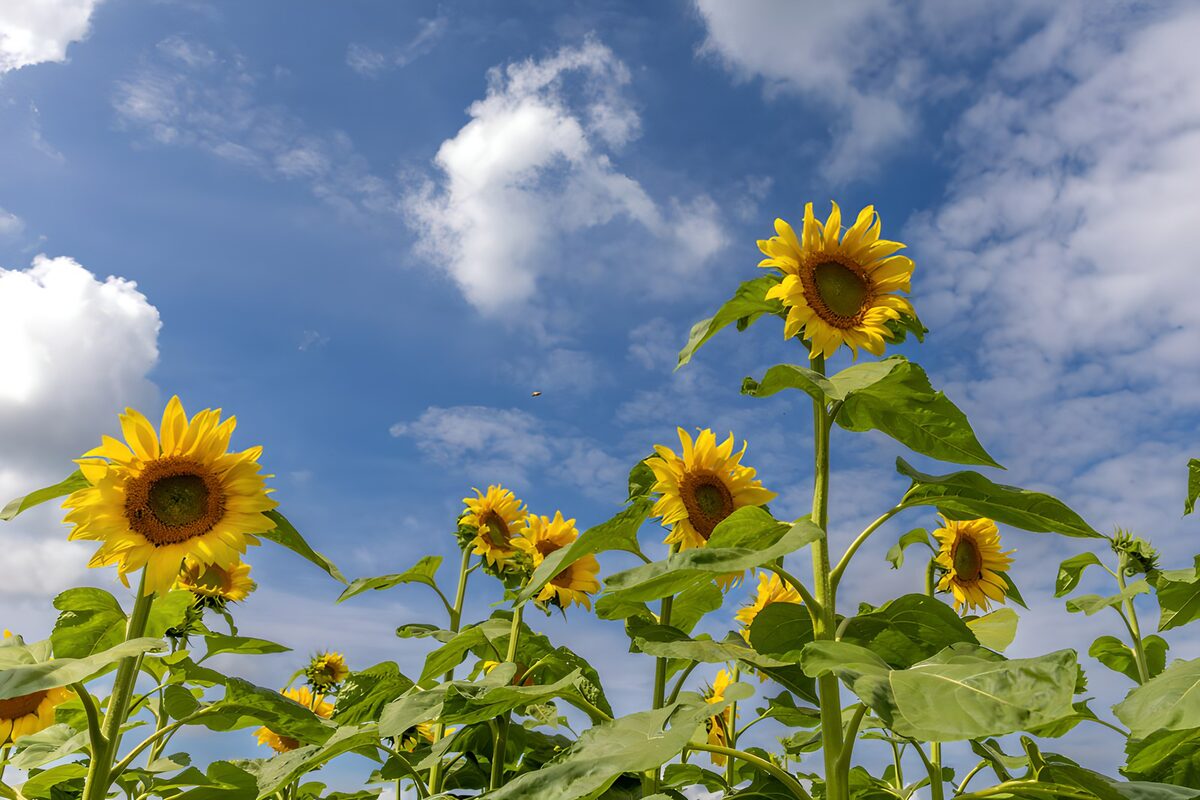 Sonnenblumen wachsen den Wolken entgegen