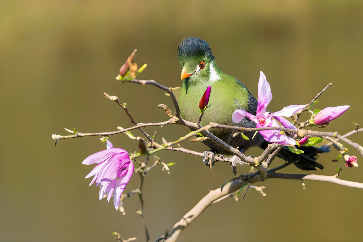 Grüner Vogel zwischen Magnolienblüten