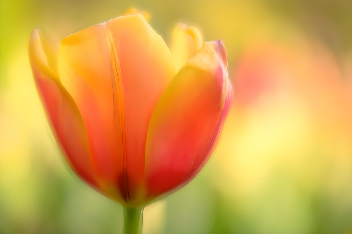 Gelb-orange Tulpe im weichen Licht