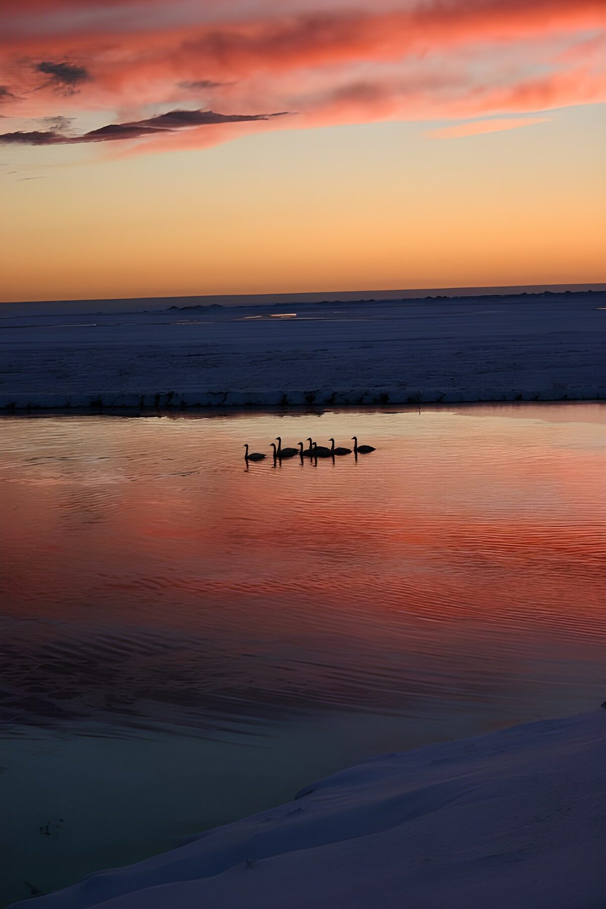 Schwäne auf dem See in der Winterdämmerung