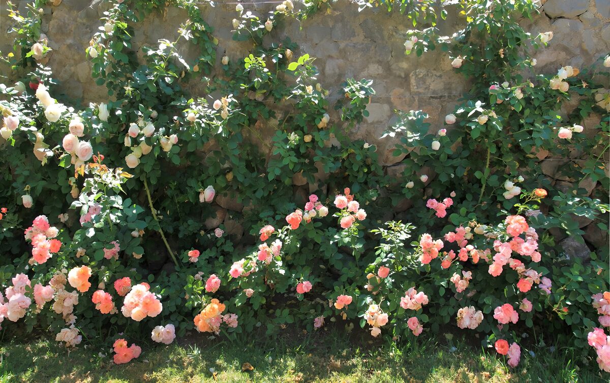 Bunte Rosen an sonniger Steinmauer