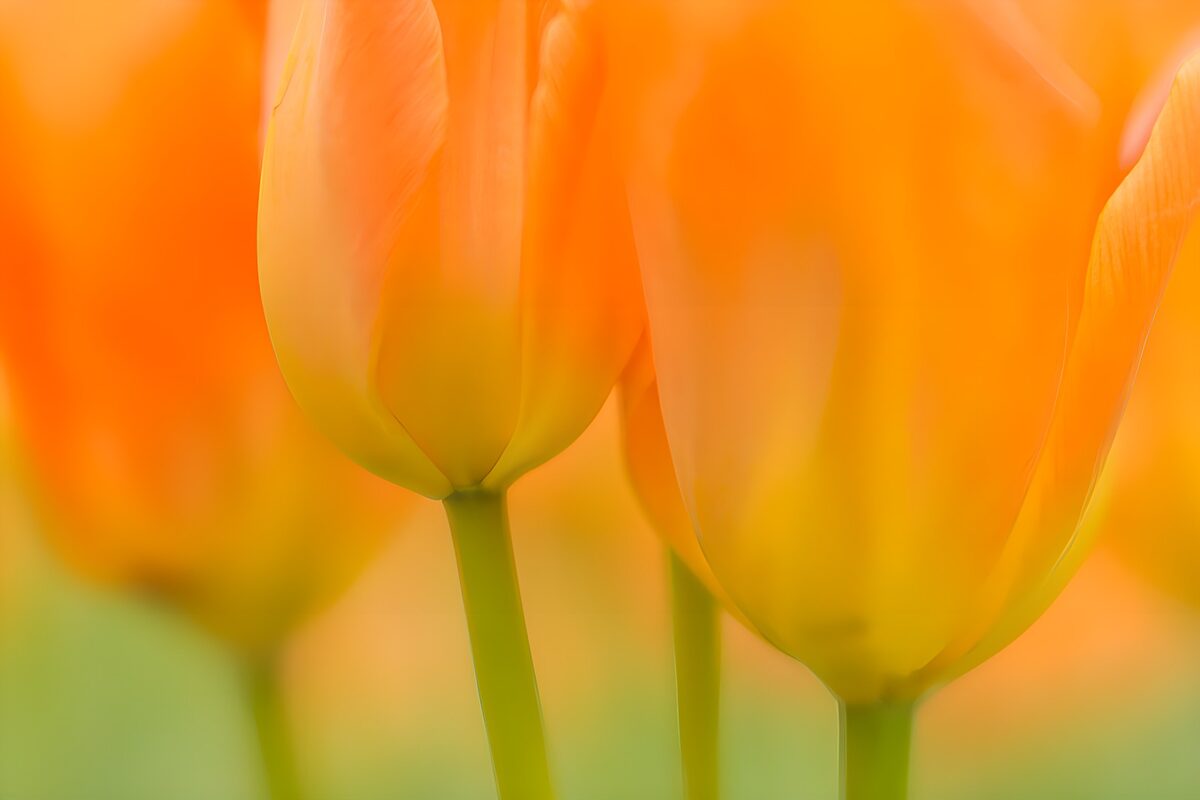 Orangegelbe Tulpen in weichem Licht