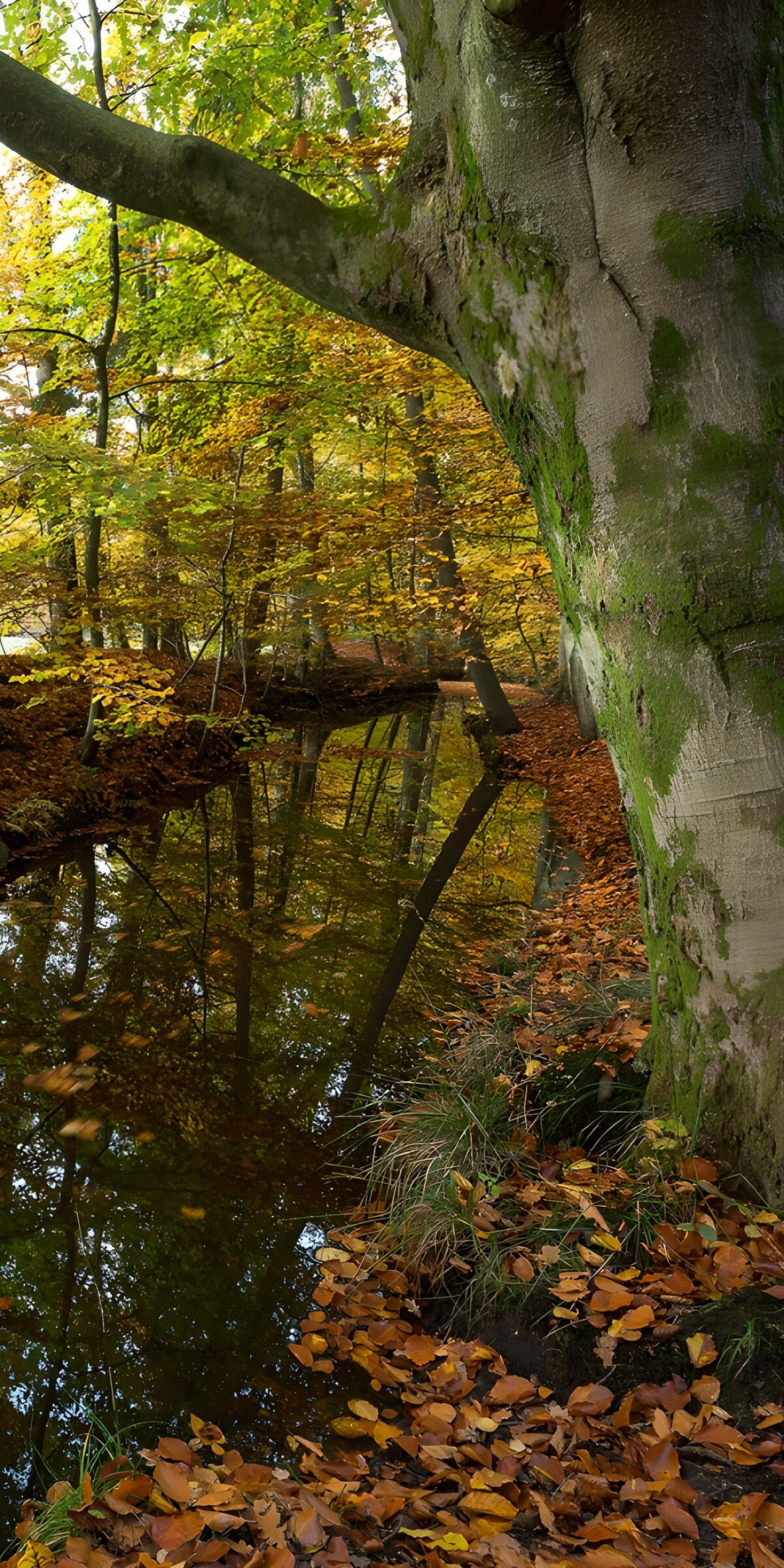 Herbstwald am stillen Wasser