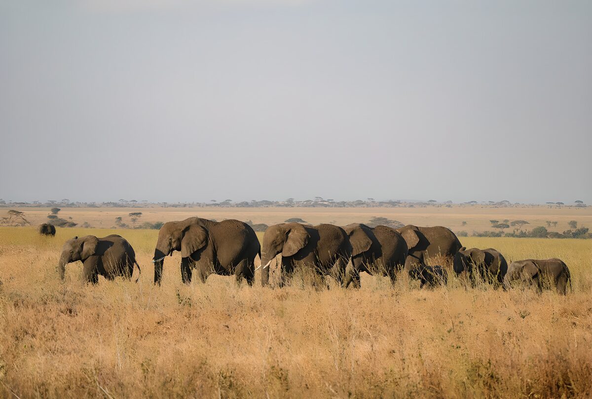Elefantenherde im goldenen Savannengras