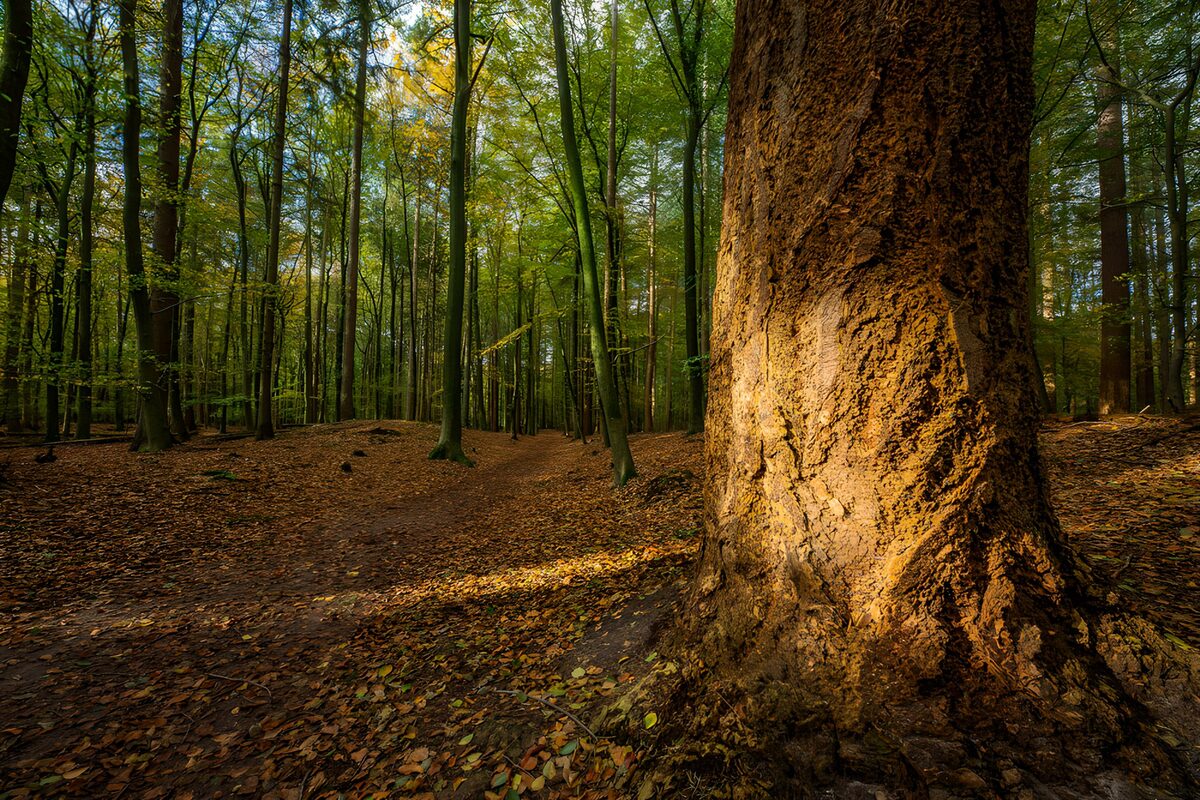 Mächtiger Baumstamm am schattigen Waldpfad