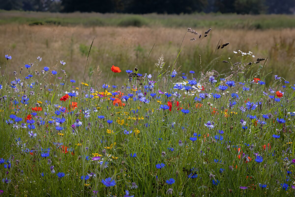 Sommerwiese mit Kornblumen und Mohn