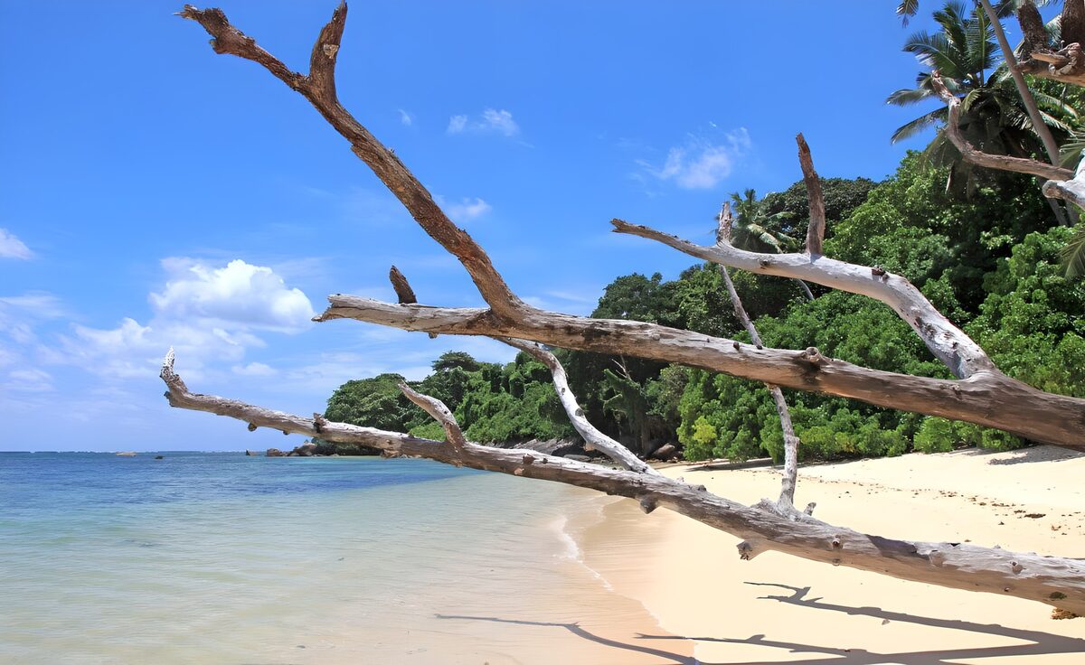 Einsamer Tropenstrand mit kahlen Ästen
