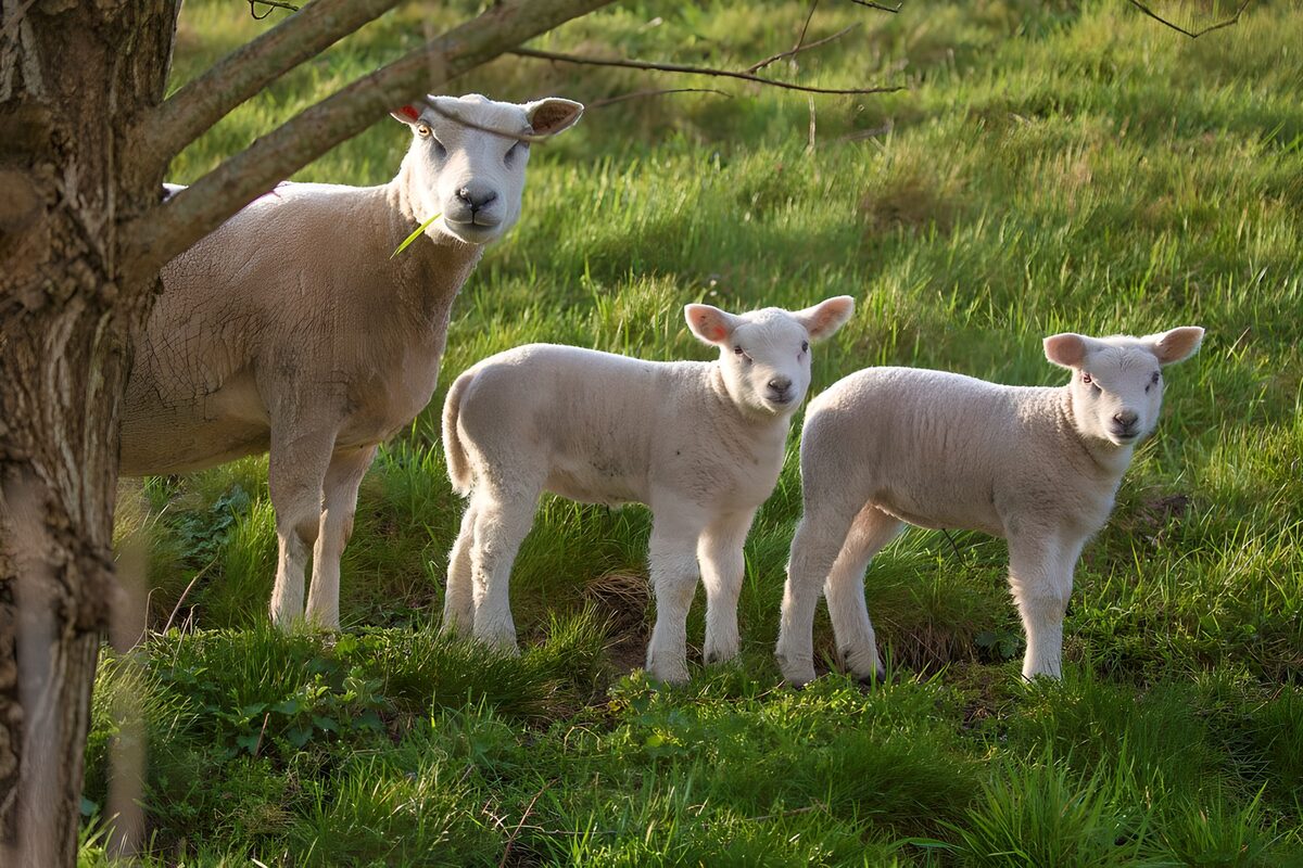 Schaf und zwei Lämmer auf grüner Wiese