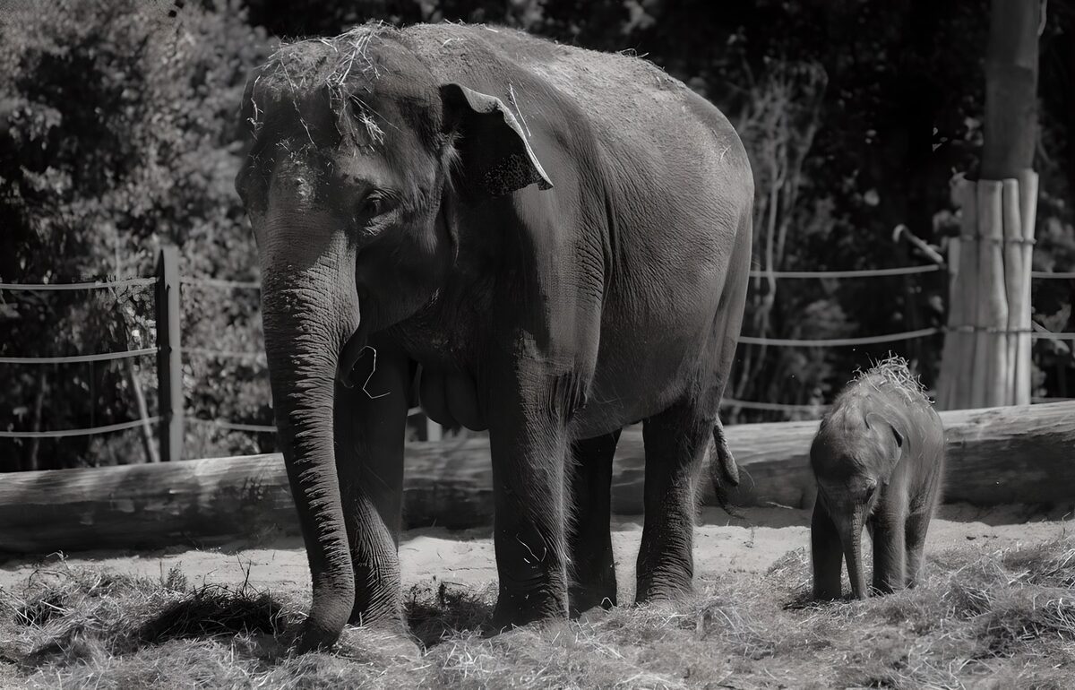 Elefant und Kalb im sonnigen Gehege