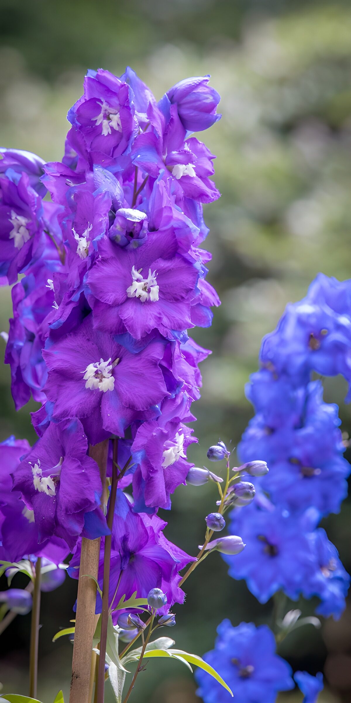 Violetter Rittersporn vor blauen Blüten