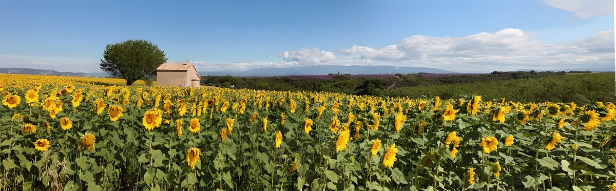 Ein Sommermeer aus Sonnenblumen